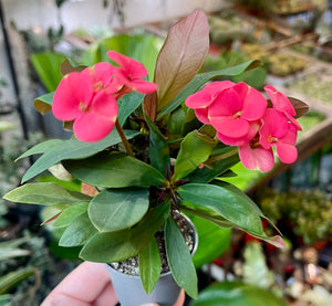 Euphorbia millii Red Maxi Olympia