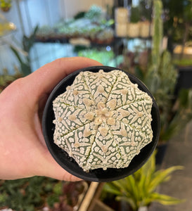 Astrophytum super kabuto