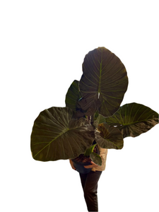 Alocasia Regal Shields 35Ø 135cm