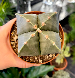 Astrophytum nudum quadricostatum