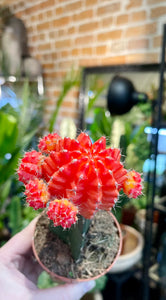 Gymnocalycium moon cactus