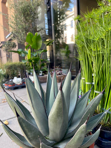 Agave Agave Nigra