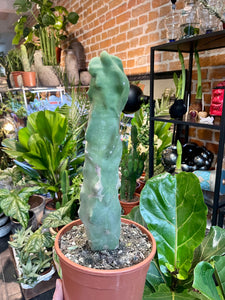 Lophocereus schottii monstruosa