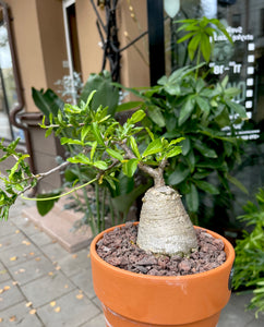 Fockea Edulis in a pot with a diameter of 17 cm