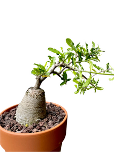 Fockea Edulis in a pot with a diameter of 17 cm