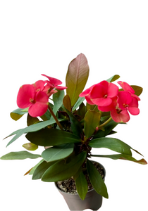 Euphorbia millii Red Maxi Olympia