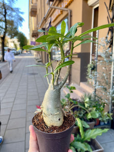 Adenium Obesum