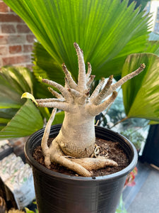 Tinūtras Adenium Obesum Baobab