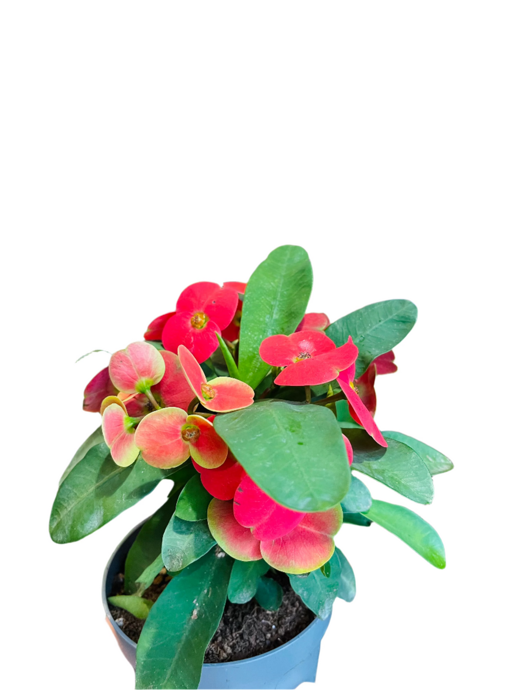 Euphorbia millii  Cardinal