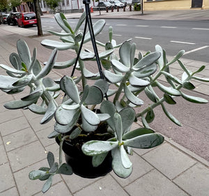 Cotyledon silver peak