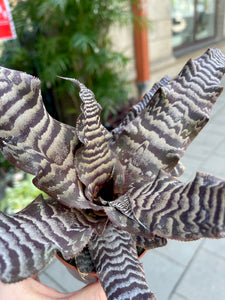 Cryptanthus zonatus