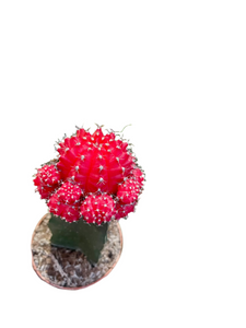 Gymnocalycium moon cactus