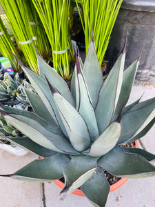 Agave Agave Nigra