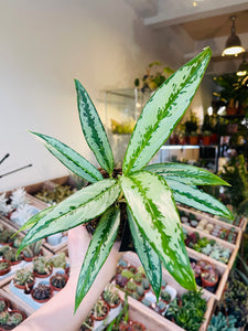 Aglaonema Greyhound