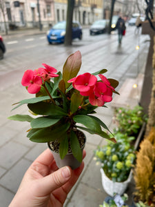 Euphorbia millii Red Maxi Olympia