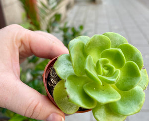 Ramdis Aeonium Lily Pad