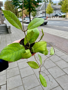 Vaškuolė Hoya Sp Sabah