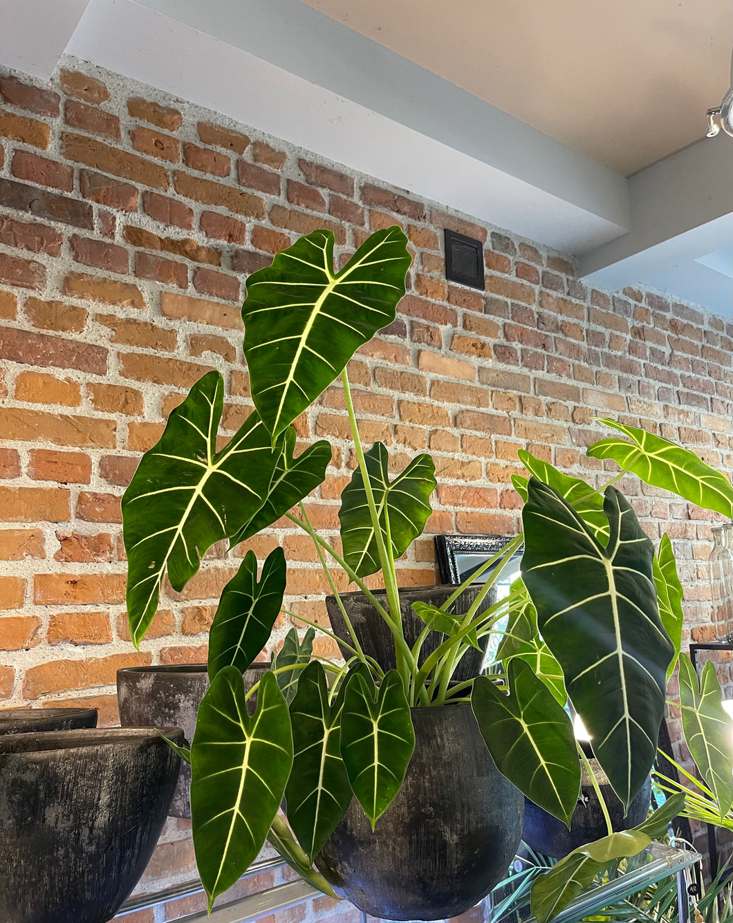 Alocasia Frydek