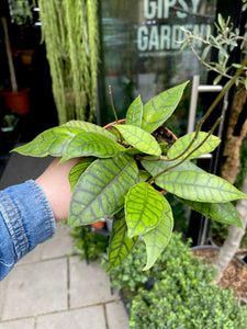 Hoya Callistophylla