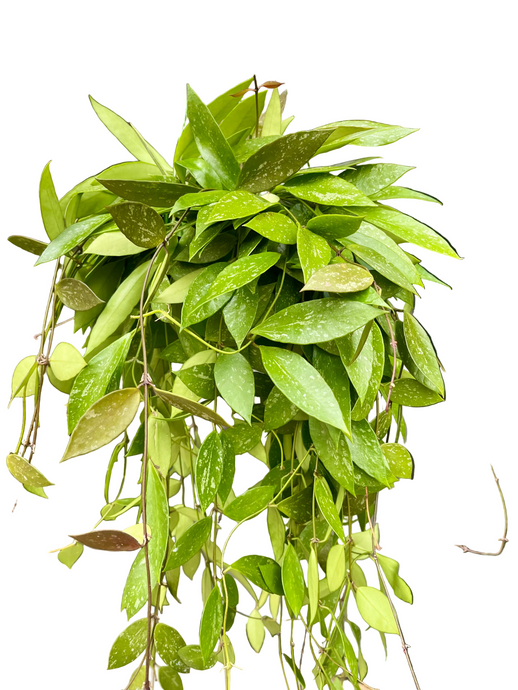 Hoya Memoria (gracilis)