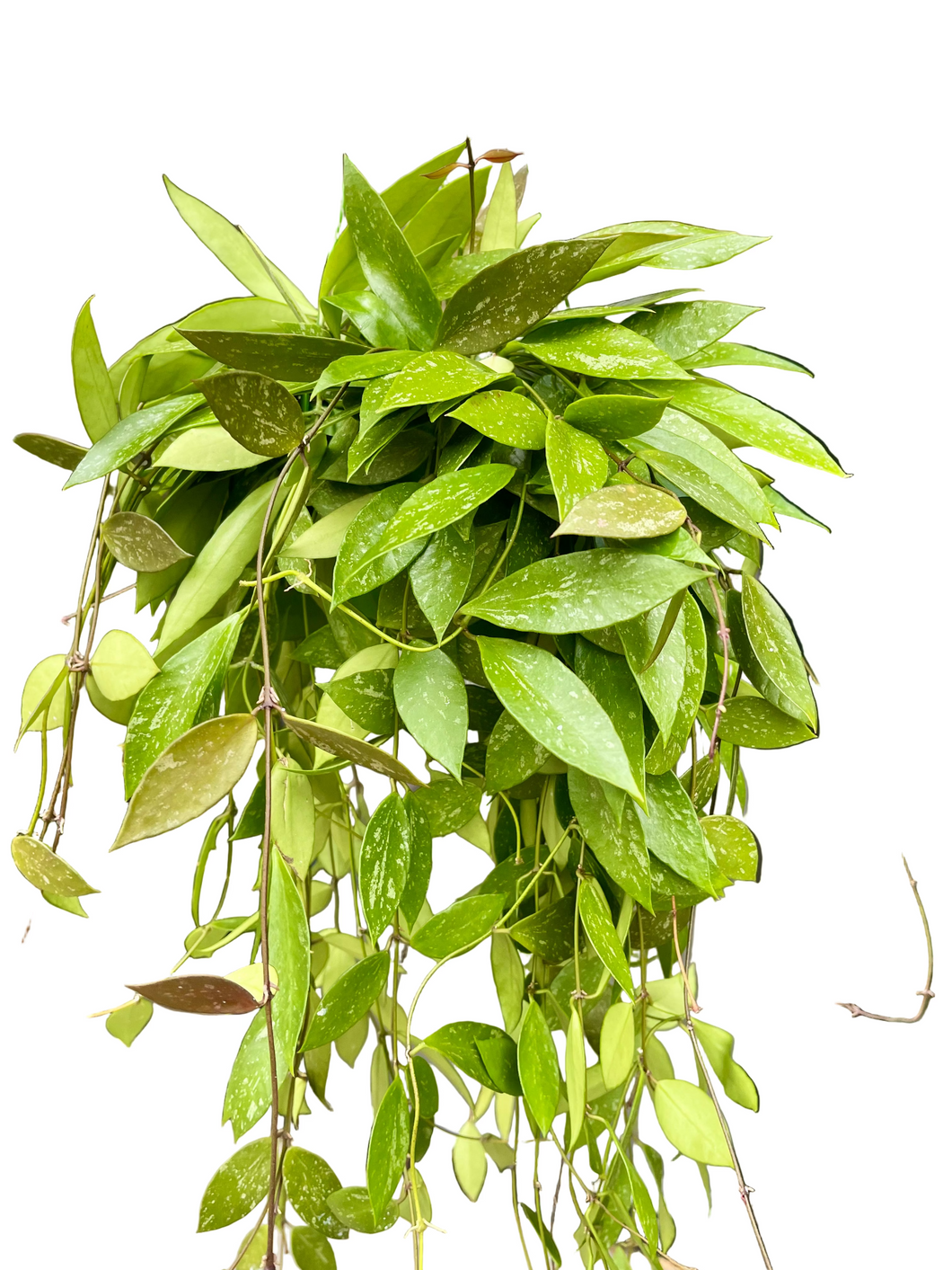 Hoya Memoria (gracilis)