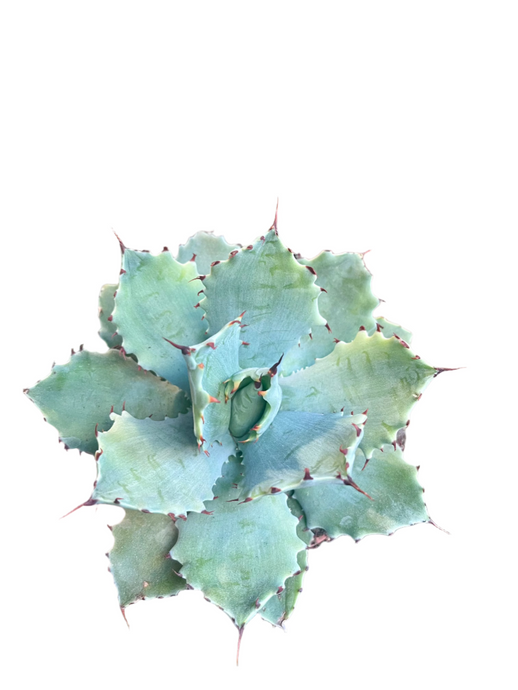 Agave Potatorum