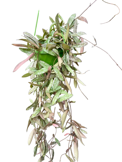 Vaškuolė Hoya sigillatis