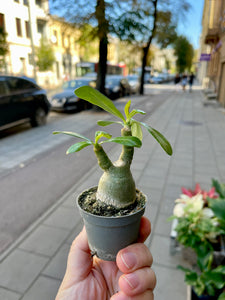 Tinūtras Adenium Obesum