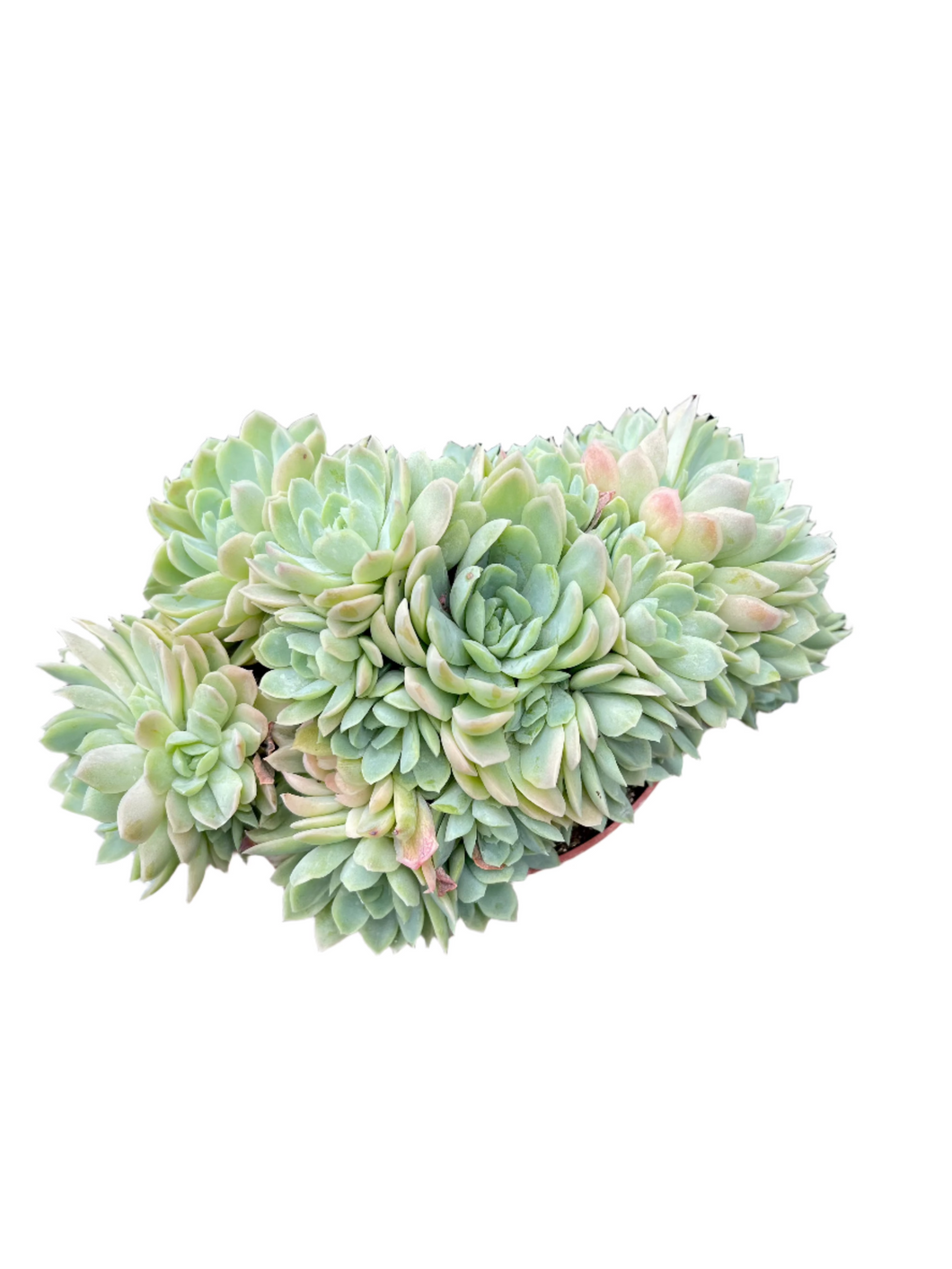 Echeveria Elegance
