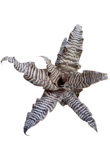 Cryptanthus zonatus