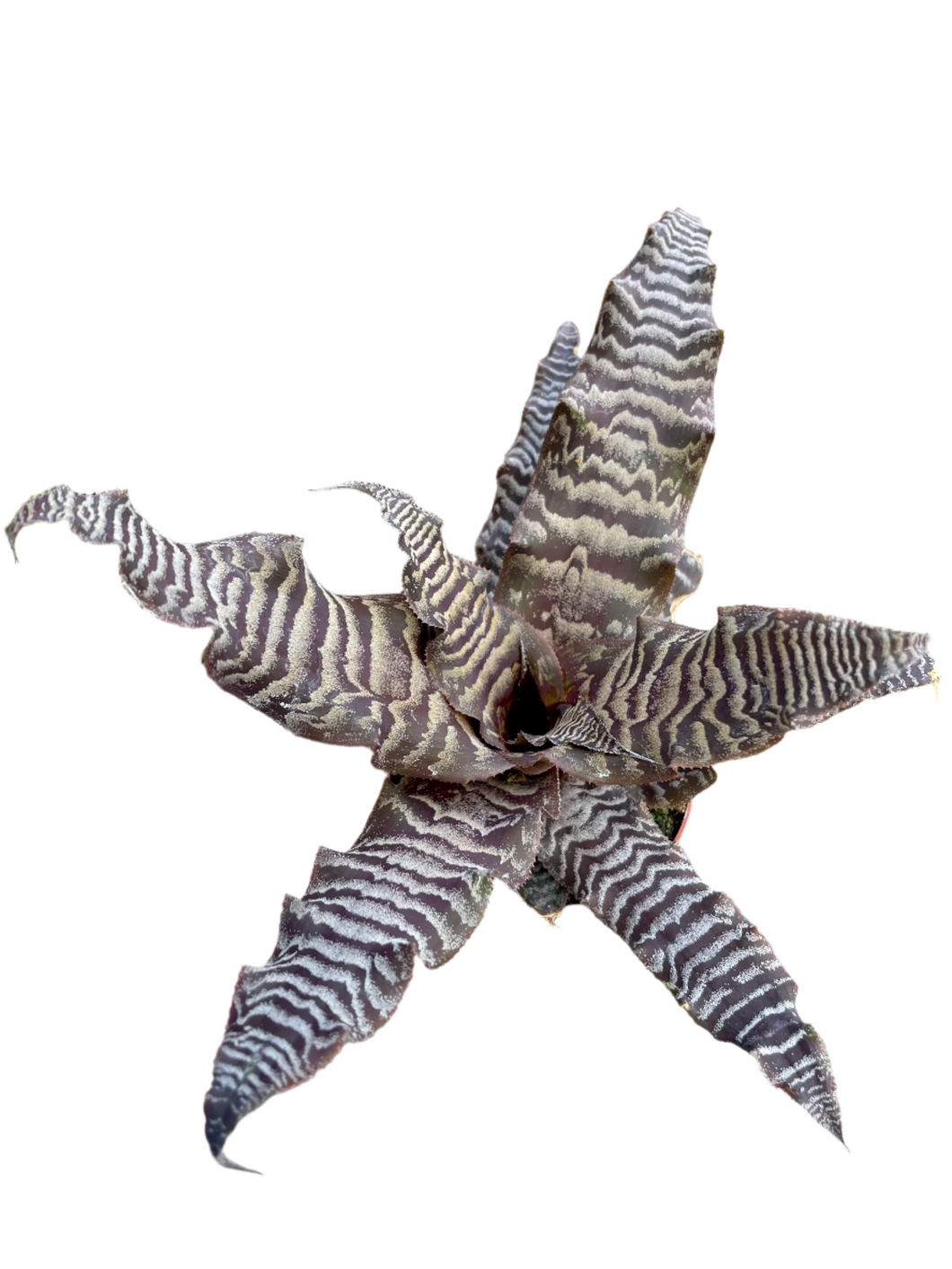 Cryptanthus zonatus
