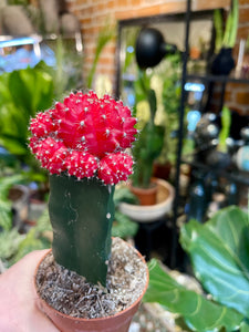 Gymnocalycium moon cactus