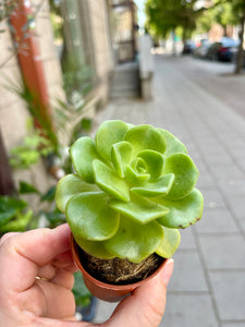 Ramdis Aeonium Lily Pad