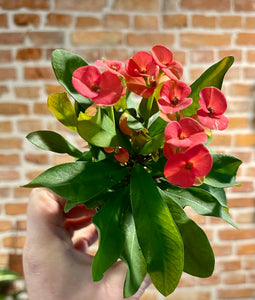 Euphorbia millii Red