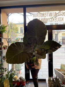 Alocasia Regal Shields 35Ø 135cm