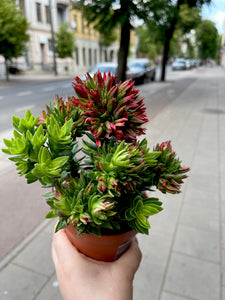 Crassula Cocinea