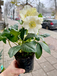 Helleborus niger Verboom Beauty 12Ø 15cm 8pcs.