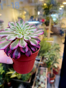 Aeonium Red Copper