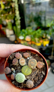 Lithops 5.5cm