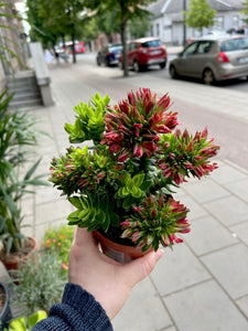 Crassula Cocinea