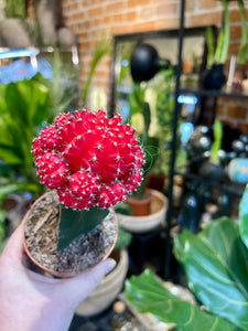 Gymnocalycium moon cactus