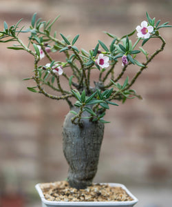 Pachypodium Bispinosum