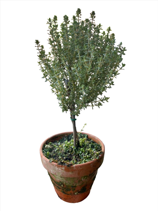 Thyme Thymus vulgaris