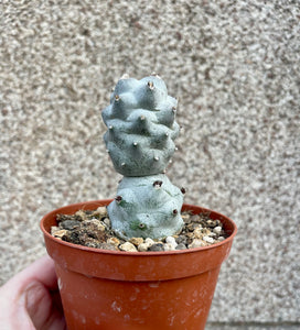 Tephrocactus Calvus