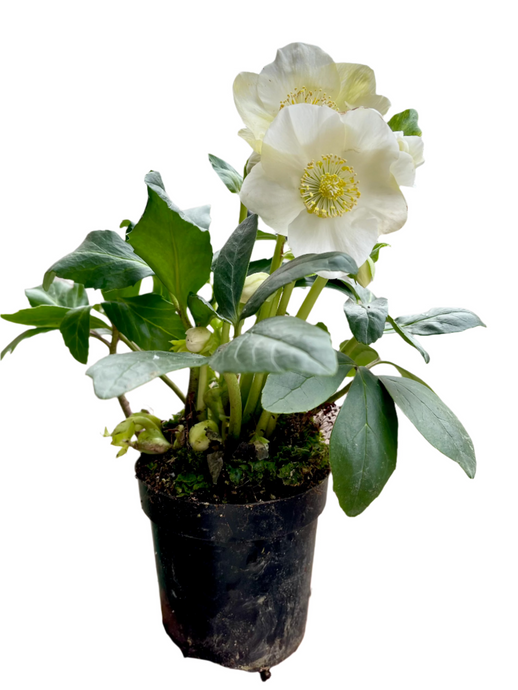 Helleborus Niger Winterfeeling fleur