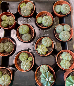 Astrophytum Asterias mix