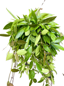 Hoya Memoria (gracilis)