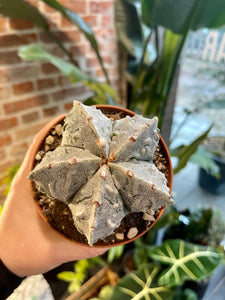 Astrophytum myriostigma cv. fukuryu (Type B)