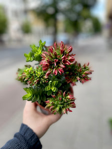 Crassula Cocinea