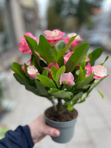 Euphorbia millii Quenn